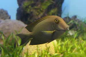 Brauner Borstenzahn-Doktorfisch