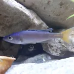 Cyprichromis leptosoma (Boulenger, 1898)