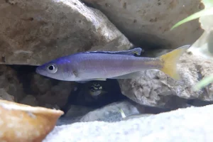 Cyprichromis leptosoma