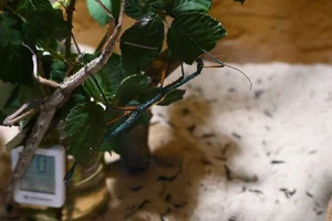 Achrioptera manga