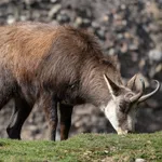Northern Chamois