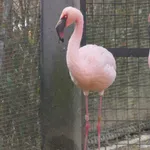 Lesser Flamingo