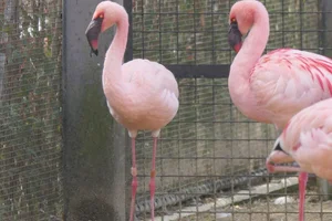 Kleine flamingo