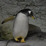 Gentoo Penguin