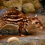 Lowland Paca