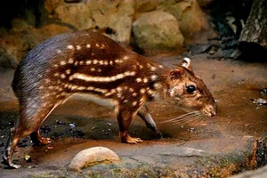 Paca