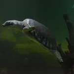 Pig-nosed Turtle