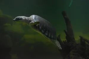 Nieuw-Guinese tweeklauwschildpad