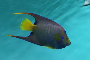Diadem-Kaiserfisch