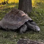 Floreana Giant Tortoise