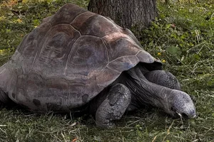 Galapagosreuzenschildpad