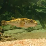 Oval Puffer