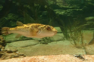 Oval Puffer