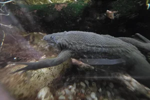 Carvalho's Surinam toad
