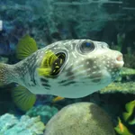 White-spotted Puffer