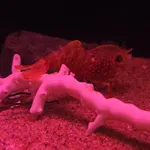 Eugonatonotus chacei Chan & Yu, 1991