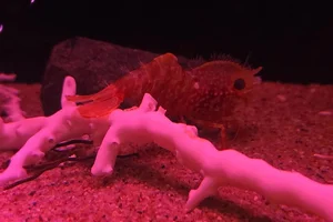 Eugonatonotus chacei