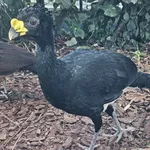 Great Curassow