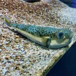 Silver-cheeked Toadfish