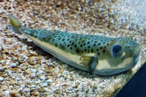 Hasenkopf-Kugelfisch