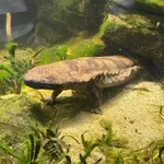 Chinese Giant Salamander