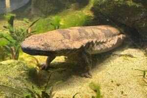 Chinese reuzensalamander