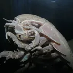 giant isopod