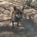 Iberian Fox