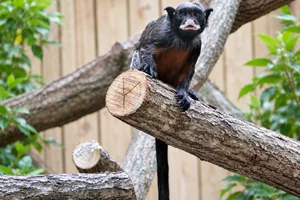 Geoffroy's Red-bellied Tamarin