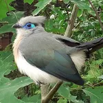 Crested Coua