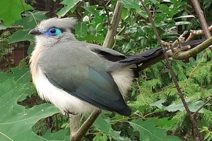 Kuifcoua