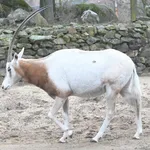 Scimitar-horned Oryx