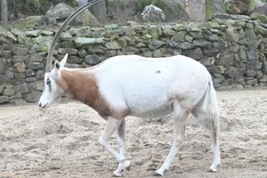 Algazelle