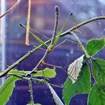 Horsehead Grasshopper
