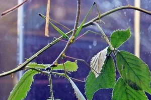 Horsehead Grasshopper