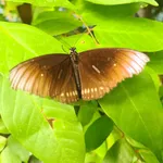 Euploea core (Cramer, 1780)