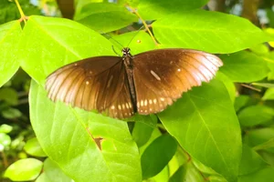Euploea core