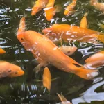 Midas Cichlid