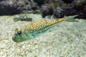 Gelbpunkt-Kugelfisch