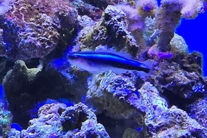 Northern Neon Goby