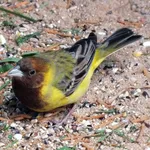 Red-headed Bunting