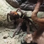 Costa Rican tigerrump tarantula