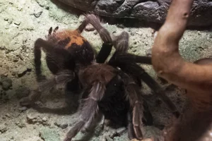 Costa Rican tigerrump tarantula