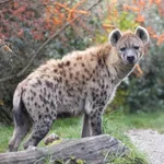 Spotted Hyaena