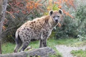 Gevlekte Hyena