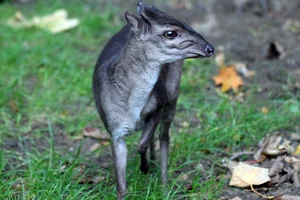 Blauwe Duiker