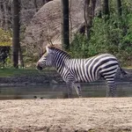 Grant's Zebra