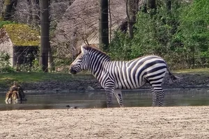 Grants Zebra