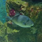 Gray Triggerfish