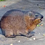 Rock Hyrax